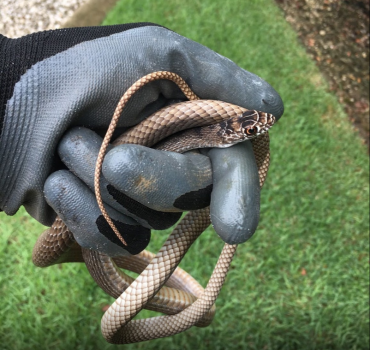 Snake Removal And Control