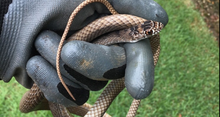 Snake Removal And Control