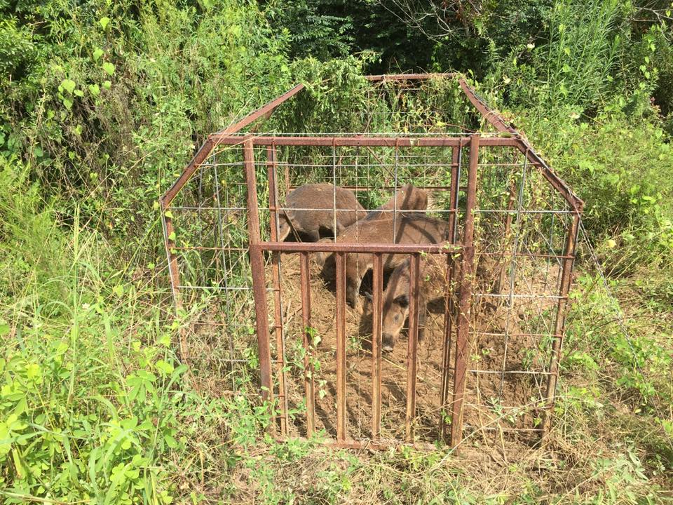Effective Feral Hog Removal Wildlife Solutions, Inc.