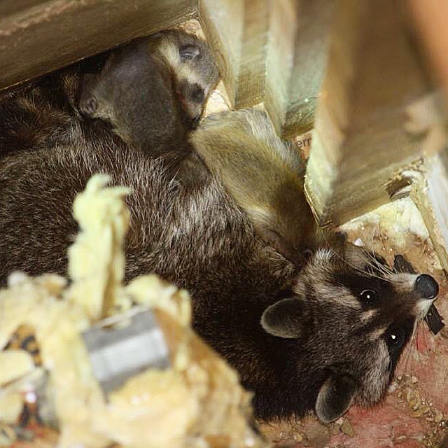 raccoon control