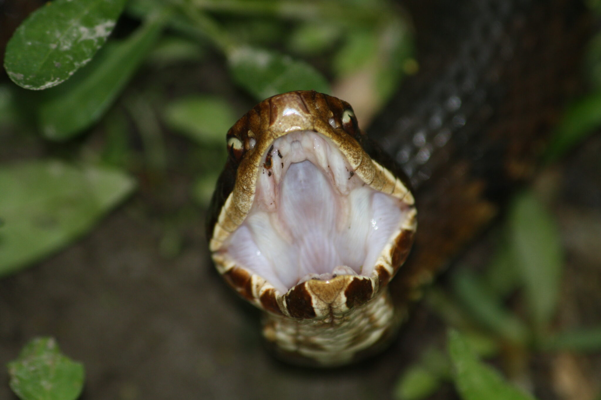 Emergency Snake Removal Snakes in Home Gulf Shores Alabama