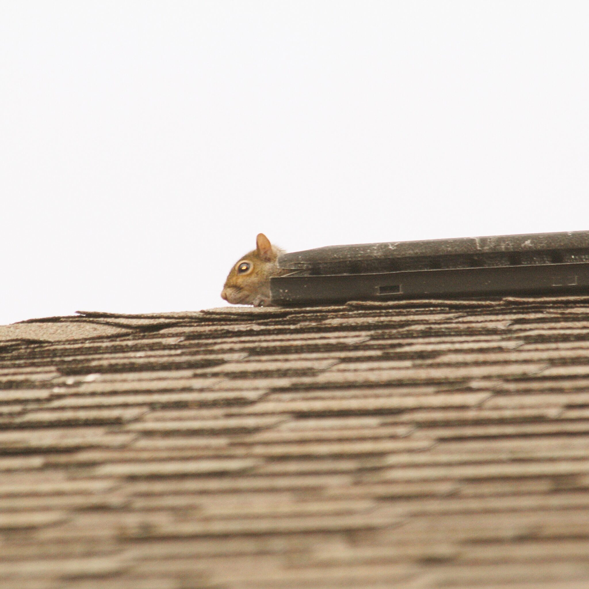 Squirrel Removal Squirrel In Attic Mobile Alabama